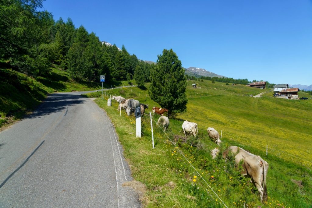 passo gavia