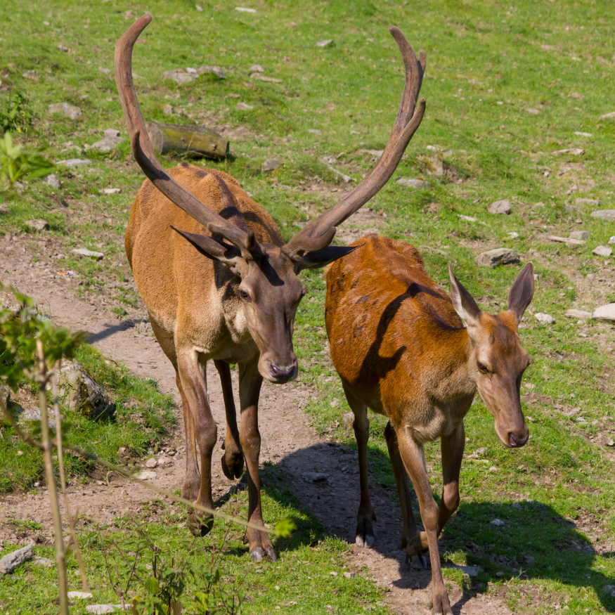 cervi_ottobre_bormio