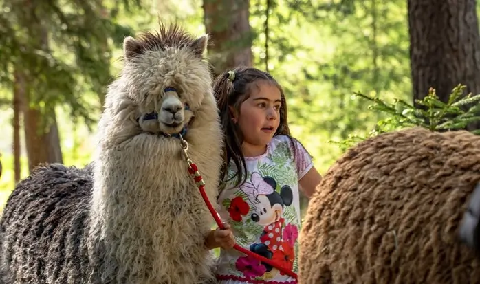 Passeggiata con alpaca nei pressi di Bormio