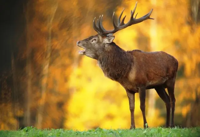 Bramito del cervo in autunno