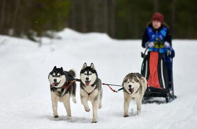 husky_village_winter_bormio